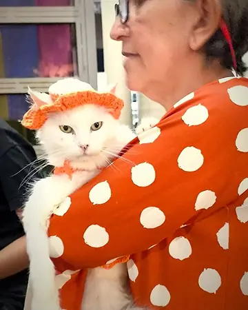 Gato branco de chapéu laranja no colo de uma pessoa de roupa de bolinhas